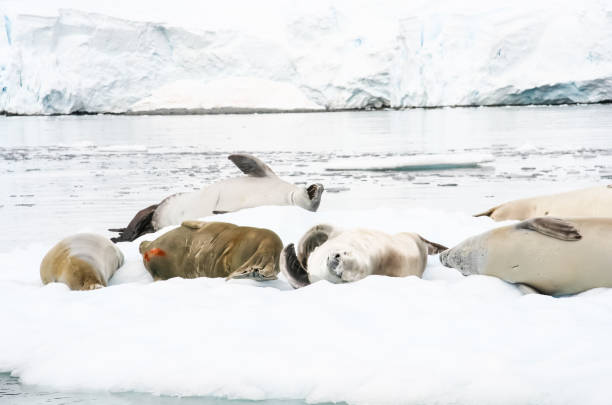 istock Sea leopard in Antarctica in its natural habitat. 1097965574