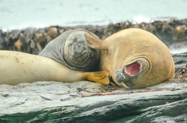 sello de mar, animal marino de pinnípedos - sea of okhotsk fotografías e imágenes de stock