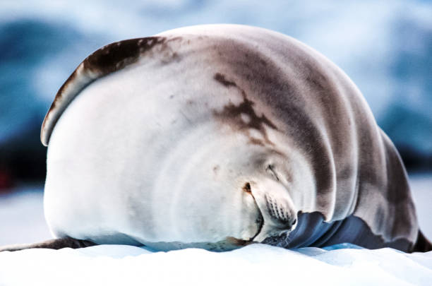 istock Sea seal, pinniped sea animal 1097966122