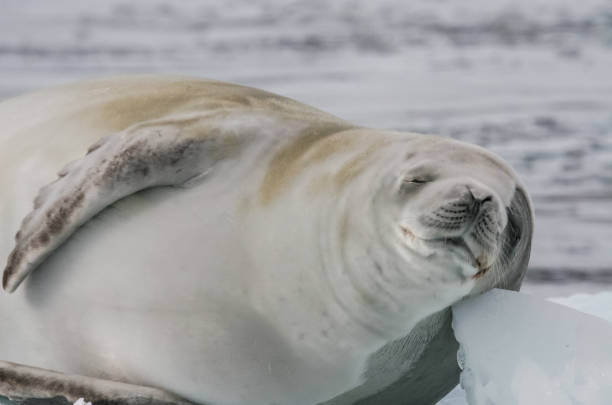 istock Sea leopard in Antarctica in its natural habitat. 1097966640