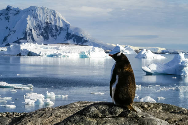 istock Penguins in Antarctica 1097966684