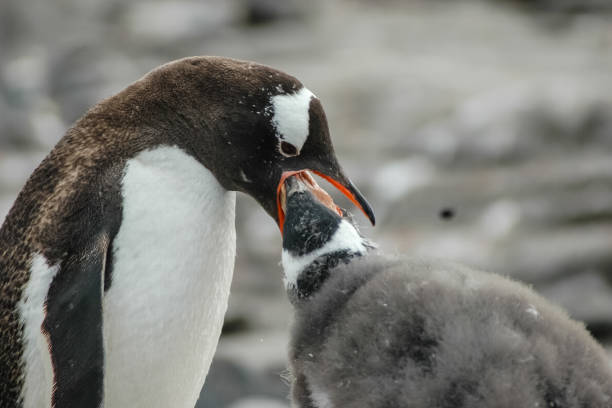 pingüinos en la antártida - tip of the iceberg fotografías e imágenes de stock