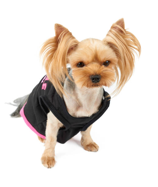 istock Cute dog in black pet suit 1097966948