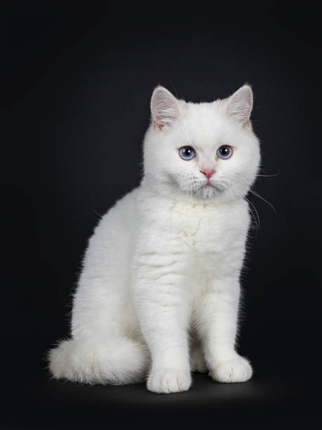 istock Cute red silver shaded cameo point British Shorthair, sitting sideways, looking besides the camera with blue eyes. Isolated on black background. Tail curled around body. 1097967678