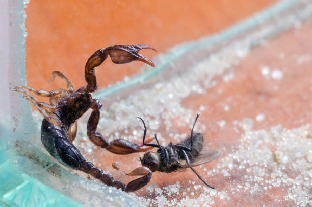 istock Scorpio holds a fly caught with claws and stings it with a sting, close-up 1097968728