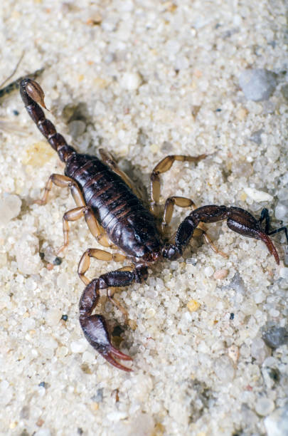 istock Scorpion creeps on the sand close up 1097968738