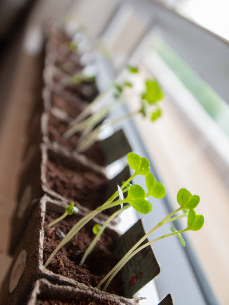 istock Tiny Radish sprouts in brown paper pots in a row on a windowsill 1097968828