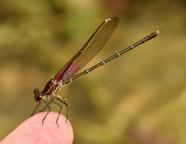 istock Rubyspot Damselfly on my finger 1097969914