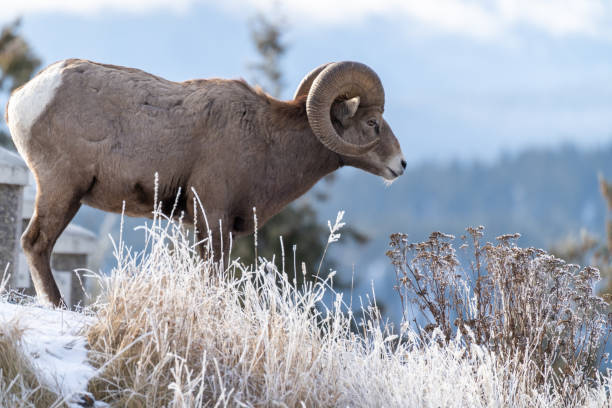 pé de ovelha bighorn masculino ram na beira de um penhasco com gramíneas de inverno gelado - bighorn sheep ram sheep winter - fotografias e filmes do acervo