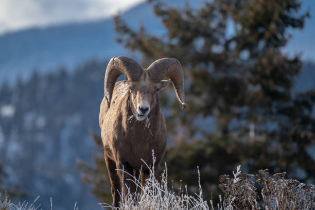 ram 男性ビッグホーン羊凍るような冬の草と崖の端に立っています。草を食べる - bighorn sheep ram sheep winter ストックフォトと画像
