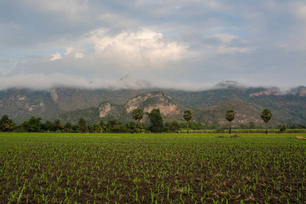 istock landscape field with mountain at Uthai thani,Thailand 1097974576