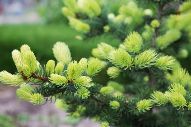 istock Conifer tree with bright new rising needles. Light green fir tree branch in spring. 1097975068