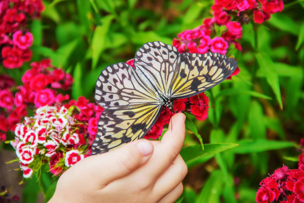 istock Child with a butterfly. Idea leuconoe. Selective focus. 1097975578