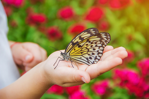 Child with a butterfly. Idea leuconoe. Selective focus. nature