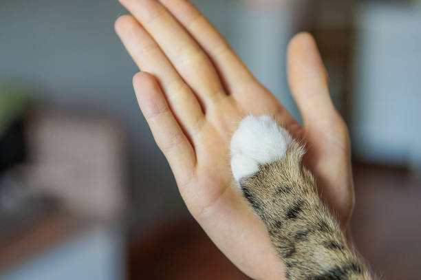 istock Kitten paw and hand of a boy 1097976040