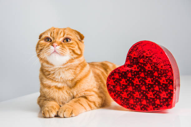 istock Scottish Fold red cat with red heart box 1097978282