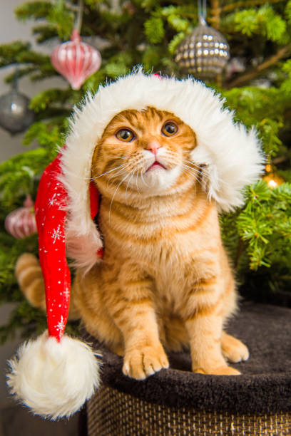 istock Beautiful Scottish Fold red cat in santa hat near Christmas tree 1097978546