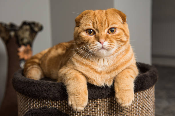 istock Scottish Fold red cat in cat house 1097978598