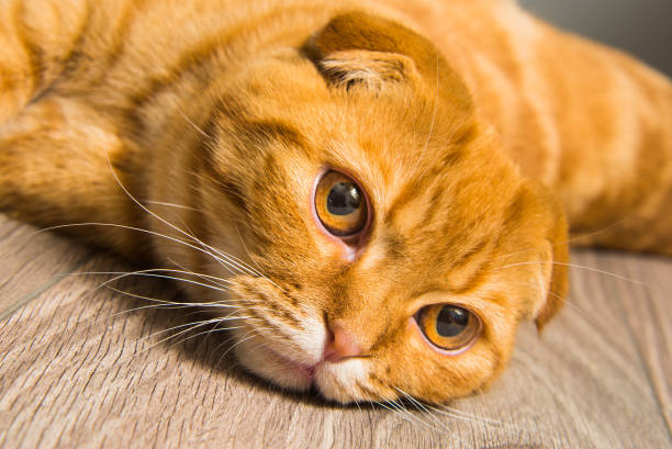 istock Scottish Fold red cat on the floor 1097978806