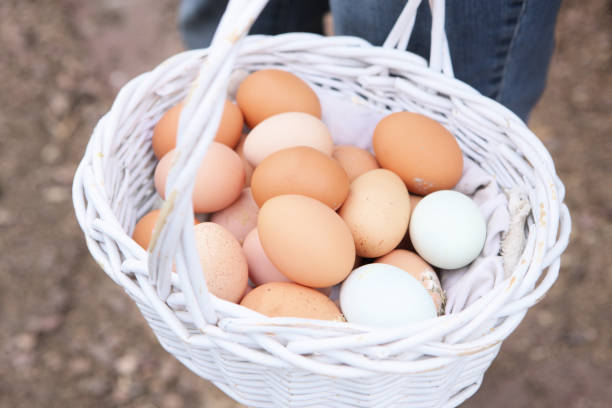 istock Fresh Farm Egg Basket Chicken Coop Reward 1097978976