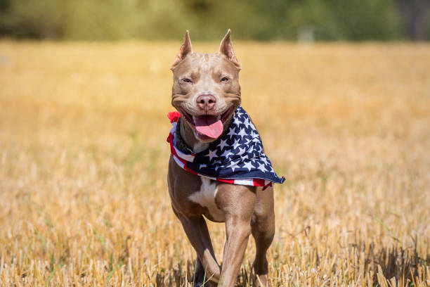 Friendly pit bull field Dog breed pit bull runs on a sloping field, a portrait of a pit bull on the grass american stafford pitbull dog stock pictures, royalty-free photos & images