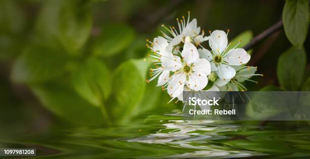 Weiße Blüten Mit Wasser Und Spiegelung Stockfoto und mehr Bilder von Banneranzeige - Banneranzeige, Blatt - Pflanzenbestandteile, Blühend