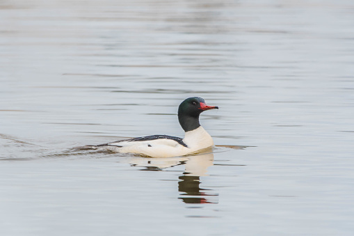 Common Merganser resting and swimming on the water.