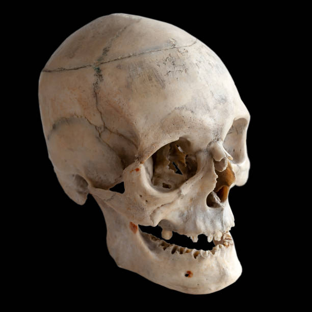 istock Photo of a real human skull. Three-quarter angle. Isolated on black. 1097981864
