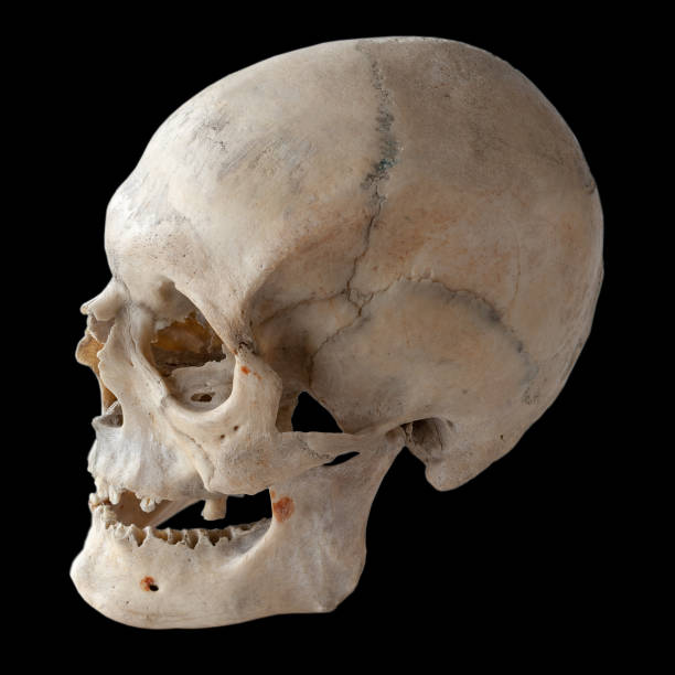 istock Human skull, side view. Isolated on black. 1097981866