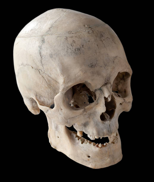 istock Three-quarter angle of the human skull. Isolated on black. 1097981890