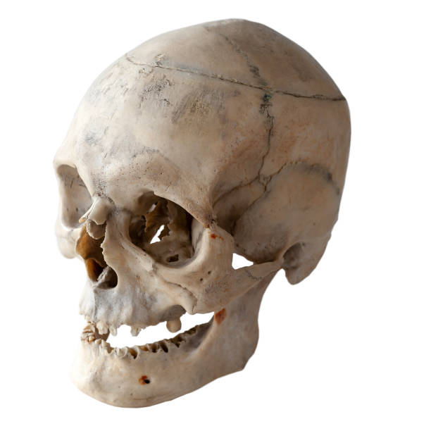 istock Anatomy of a human skull. Three-quarter angle. Isolated on white. 1097981896