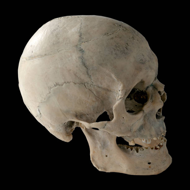 istock Human skull in profile. Isolated on black. 1097981906