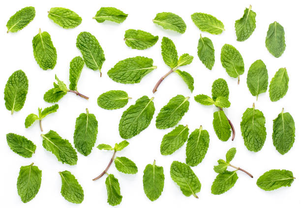istock Fresh mint isolated on the white background.Set,leaves 1097985570