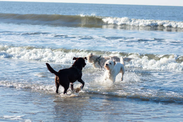 istock Happy dogs on the beach. 1097985702