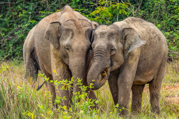 istock Asia wild elephants they are so cute 1097985914
