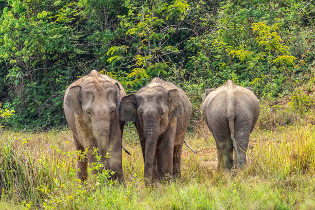 istock Asia wild elephants they are so cute 1097985936