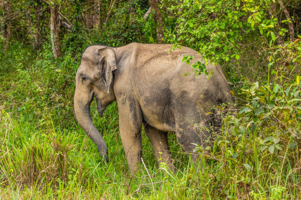 istock Asia wild elephants they are so cute 1097986060