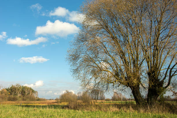 istock Huge willow tree with dry leaves growing on a green meadow 1097988894