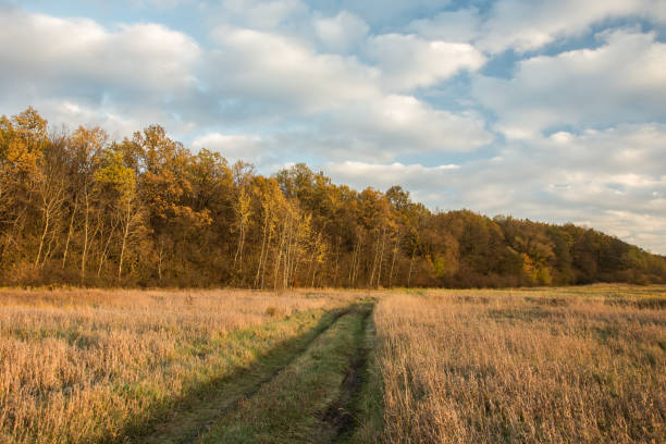 istock Path through a wild meadow towards the autumn forest and clouds in the sky 1097988896