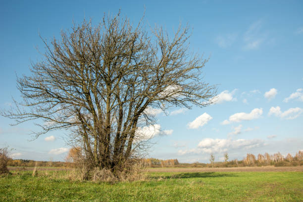 istock Group of trees without leaves growing on a meadow 1097988906