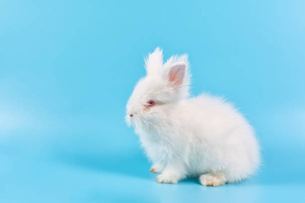 istock Happy Easter Day. White rabbit on blue background. Cute White baby bunny on blue background. 1097989358