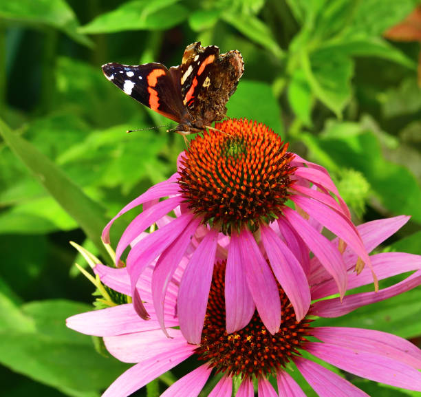 istock butterfly sits on a pink Echinacea flower 1097996602