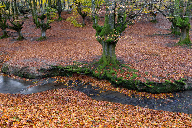 istock Otzarreta beech forest, Gorbea Natural Park, Basque Country, Spain 1097996896