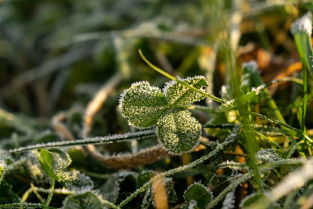 istock Macro of ice and snow coating during winter. 1098000308
