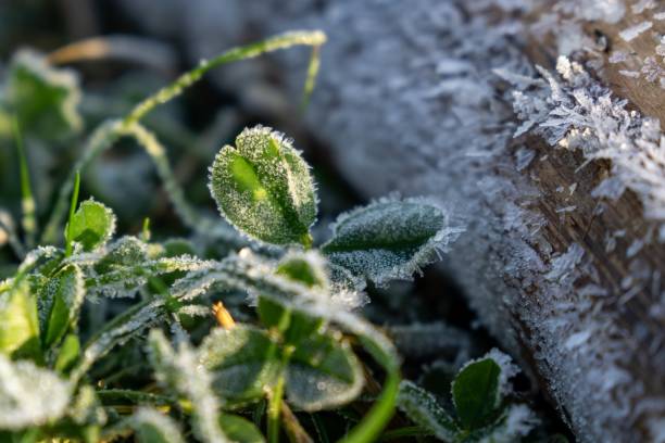 istock Macro of ice and snow coating during winter. 1098000374