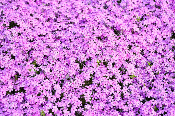 istock Pink flowers subulate Phlox as an element of landscape design. Background 1098000466