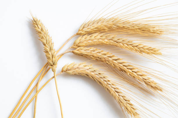 istock Ripe wheat on white background close-up 1098002838