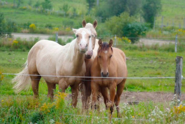istock horses in a country paddock 1098003592