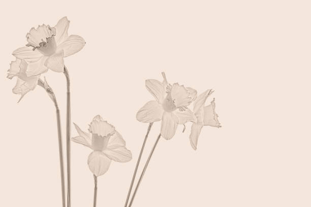 Beautiful bouquet yellow narcissus, frame or border on a blue background.