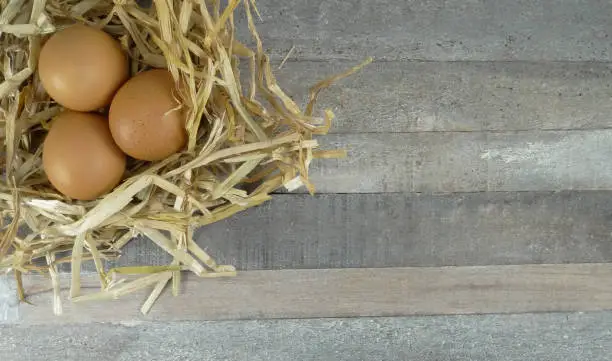 Chicken eggs brown in a nest at a wooden background